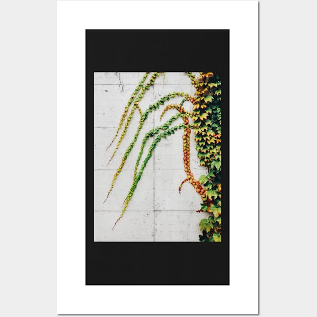 Green Ivy Growning on Grey Urban Concrete Wall Wall Art by visualspectrum